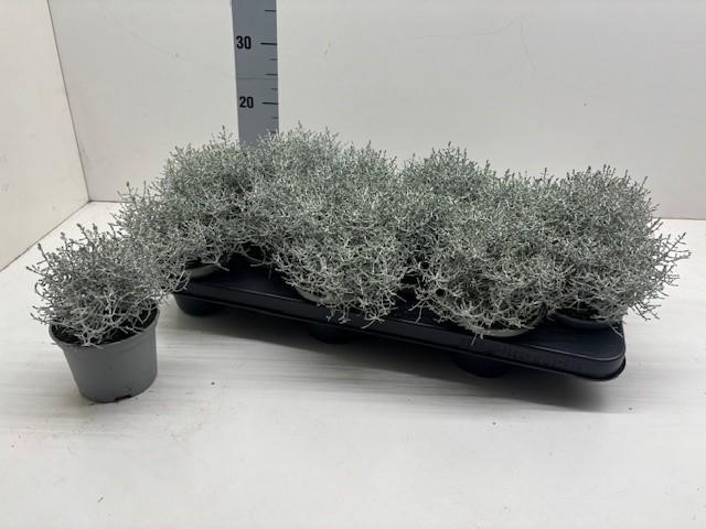 Picture of Leucophyta (Calocephalus) P10.5 18cm