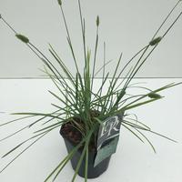 Sesleria nitida