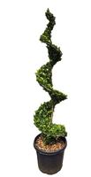 Ilex cr. Dark Green