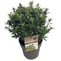 Euonymus jap. Susan