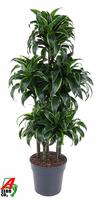 Dracaena Dorado 90-carrousel