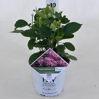 Hydrangea arb. Ruby Annabelle