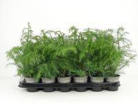 Cryptomeria jap. Elegans Viridis