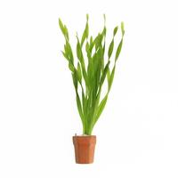 Vallisneria asiatica