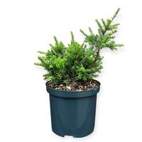 Podocarpus x Chocolate Box