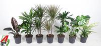 Houseplants in varieties branched or 2PP (MIXTF+VT1905)