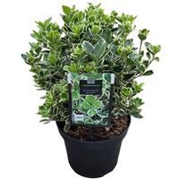 Euonymus jap. Kathy