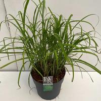 Miscanthus sin. Strictus