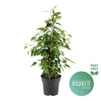 Ficus benjamina Anastasia