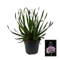 Allium Millenium