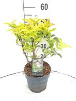 Sambucus nigra Serenade®