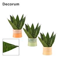 Sansevieria zeylanica fan in Evita (Craft world-collection)