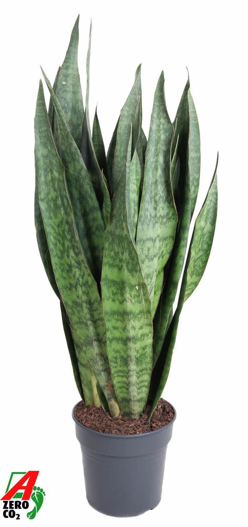Picture of Sansevieria SAUVAGE P30 120CM