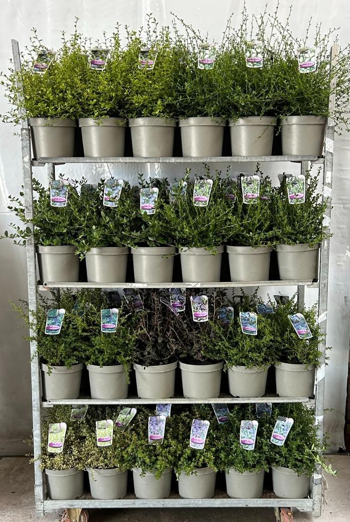 Picture of Ceanothus in varieties P23 (5 Ltr)