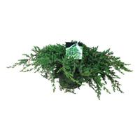 Juniperus con. Schlager