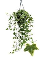 Hedera helix Goldchild