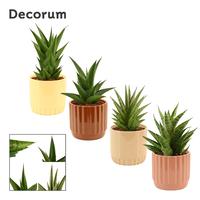 Sansevieria Crown Mix in Liam (Coffee blend-collection)