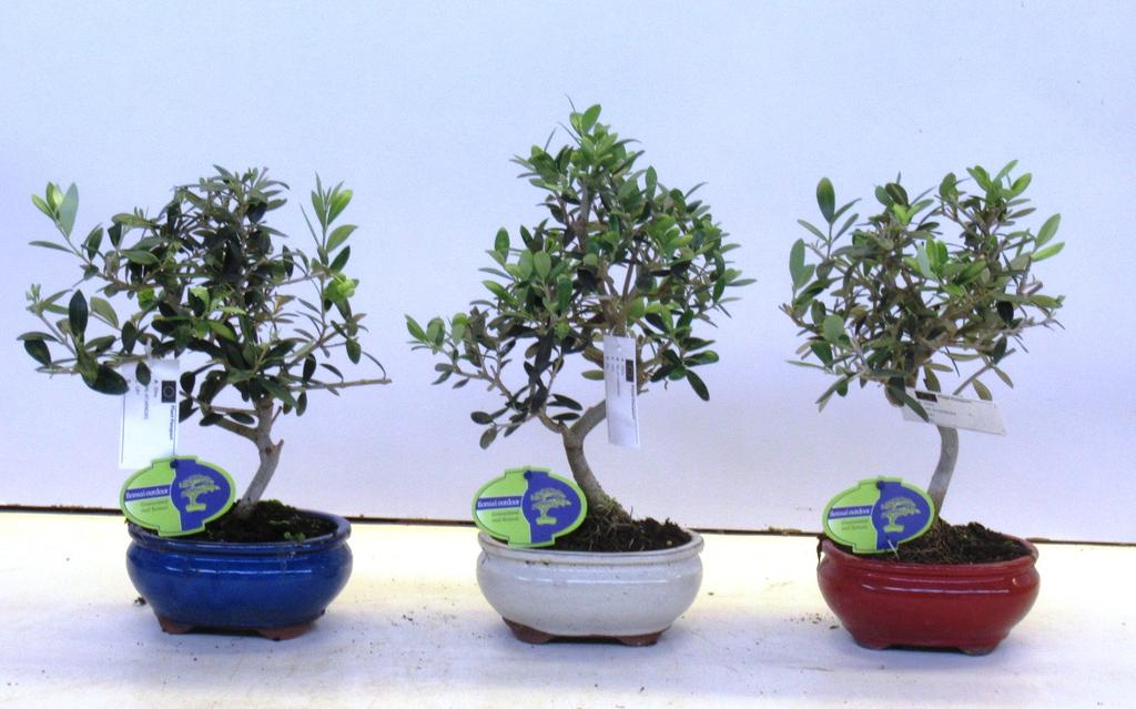 Picture of olea europea P15 33CM