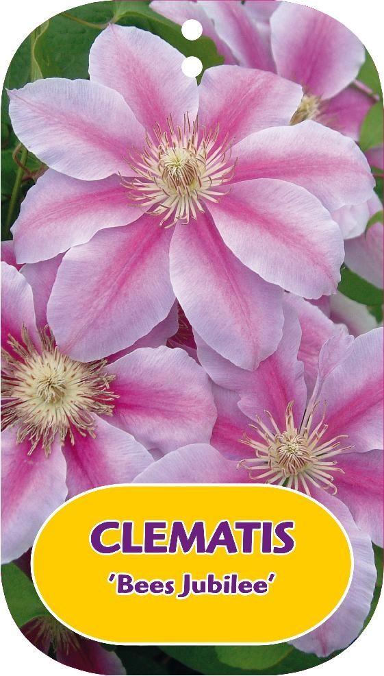 Picture of Clematis Bees Jubilee P15 (2 Ltr/high) 80/100