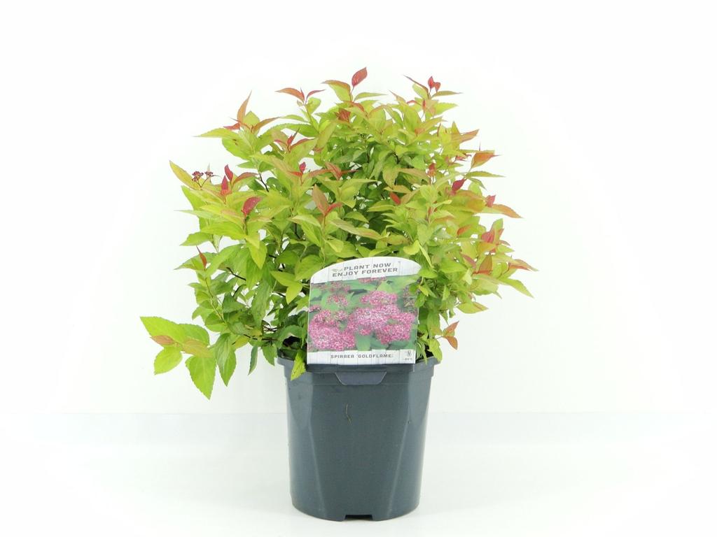 Picture of Spiraea jap. Goldflame P17 (2 Ltr) Square
