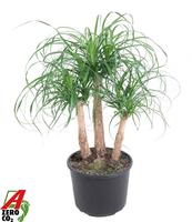 Nolina recurvata branched - 1,5ft