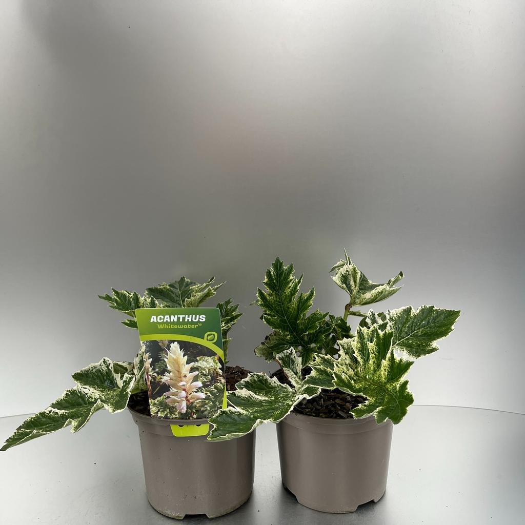 Picture of Acanthus Whitewater P17 (2 Ltr)