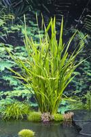 Sparganium erectum