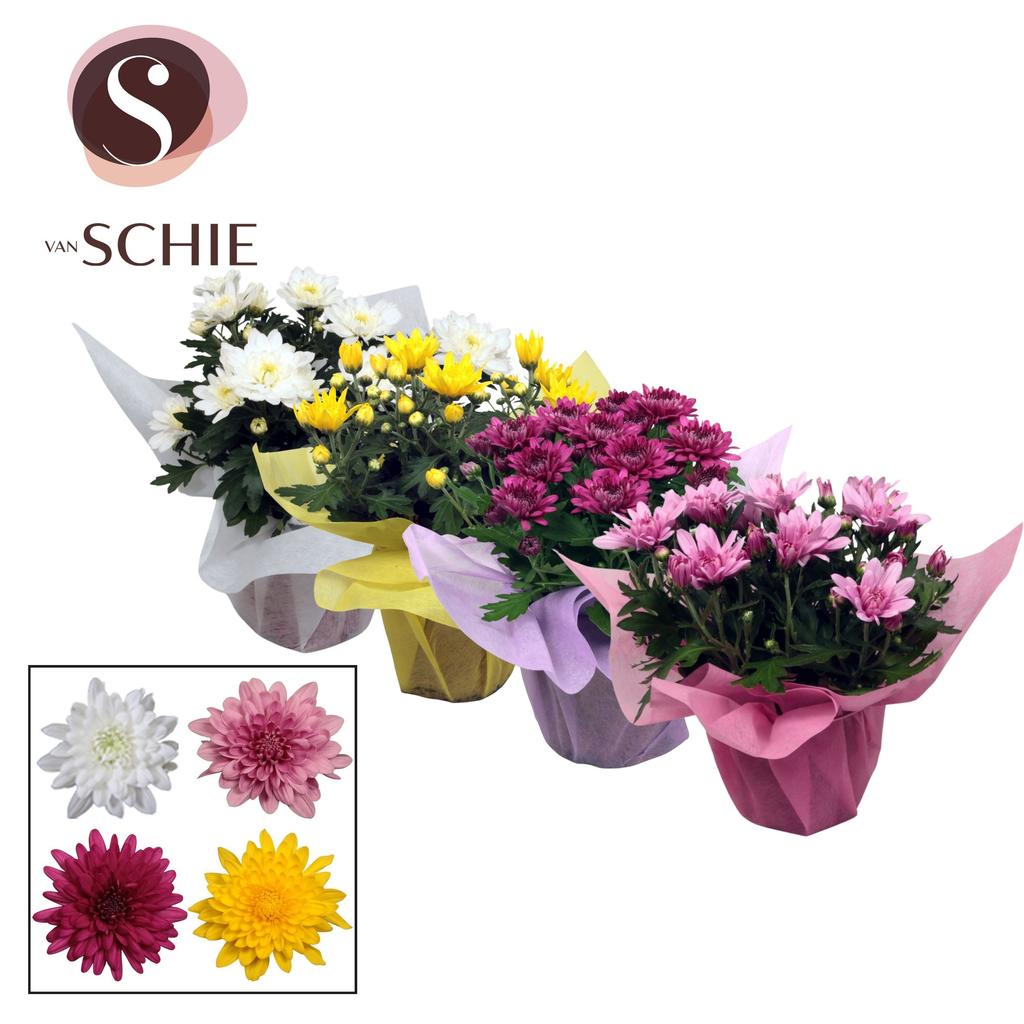 Billede af Chrysant Grandezza in varieties in Wrap non woven (Decorum) P13 25CM