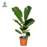 Ficus Lyrata
