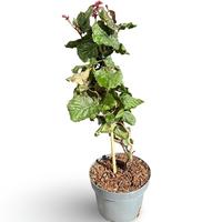 Corylus avellana Red Majestic