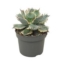 Agave potatorum variegata