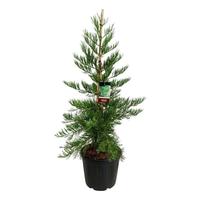 Sequoiadendron g. H. Mamm. Three