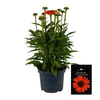 Echinacea Premium Orange