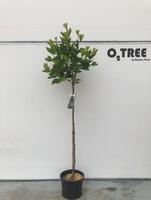 Platanus hisp. Alphens Globe