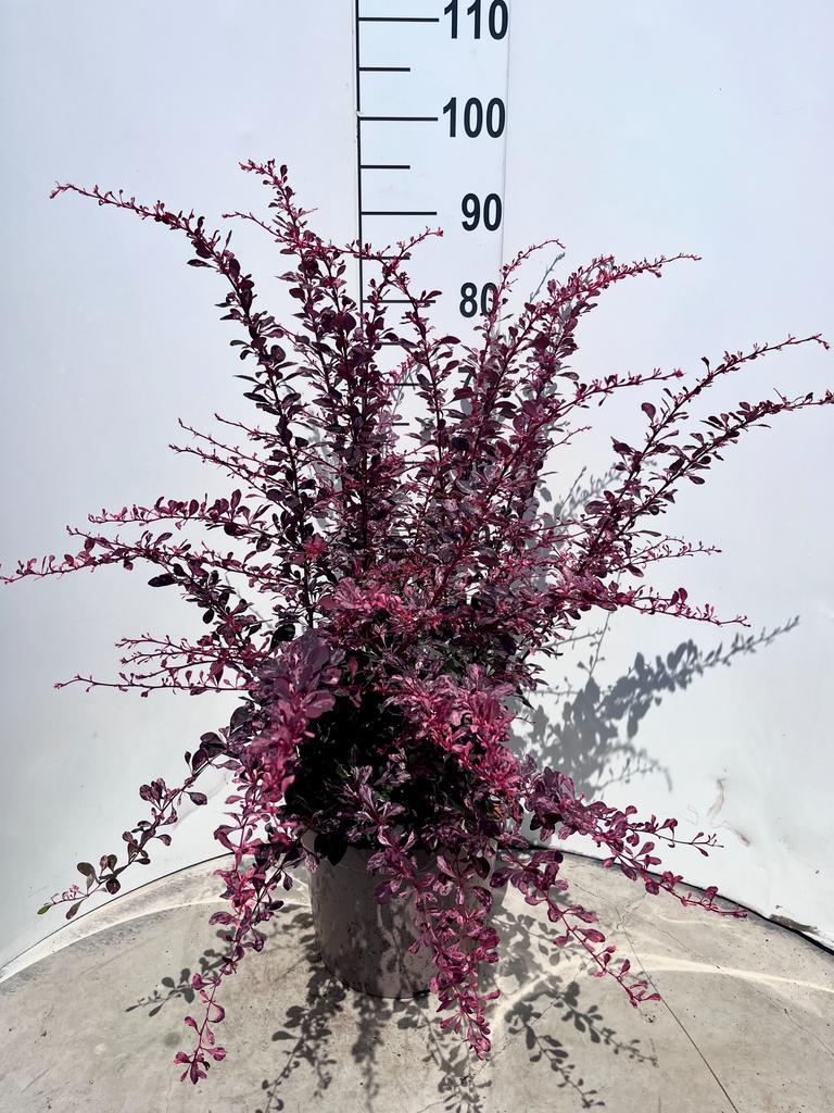 Billede af Berberis thu. Rose Glow P29 (10 Ltr)