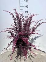Berberis thu. Pink Glow