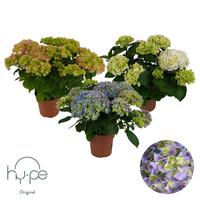 Hydrangea Mophead in varieties 7+ Hy-pe Original (INDOOR)