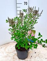 Syringa meyeri Palibin