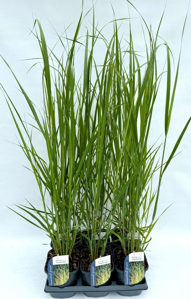 Picture of Panicum virgatum Northwind P17 (2 Ltr)