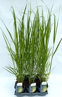 Panicum virg. Northwind
