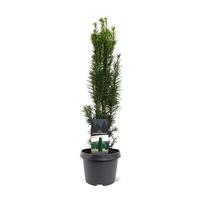 Taxus baccata Fast. Robusta