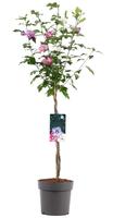 Hibiscus syr. Tricolor
