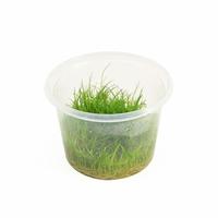 Eleocharis minima CUP - Tray 3 × 100 £ 3.22 (Tray) £ 3.18 Shelf £ 3.17 Trolley Tray £ 3.22 × 3 (0.2%)