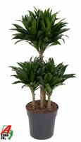 Dracaena compacta 45-carrousel