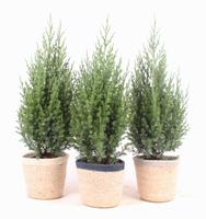 Juniperus chin. Stricta