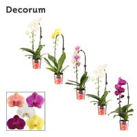 Phalaenopsis hybrid cascade in varieties