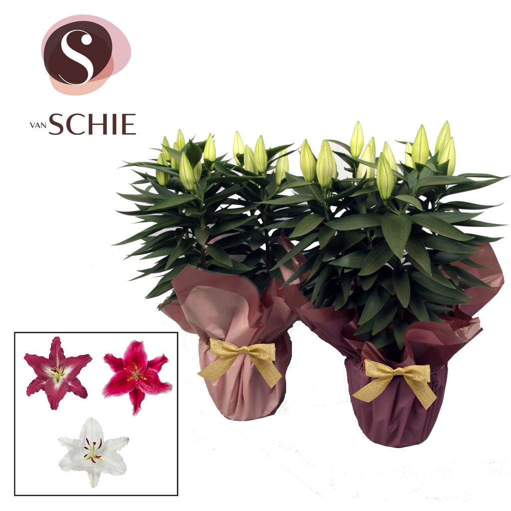 Picture of Lilium oriental in varieties 5PP in Rondella BLUSH P19 50CM