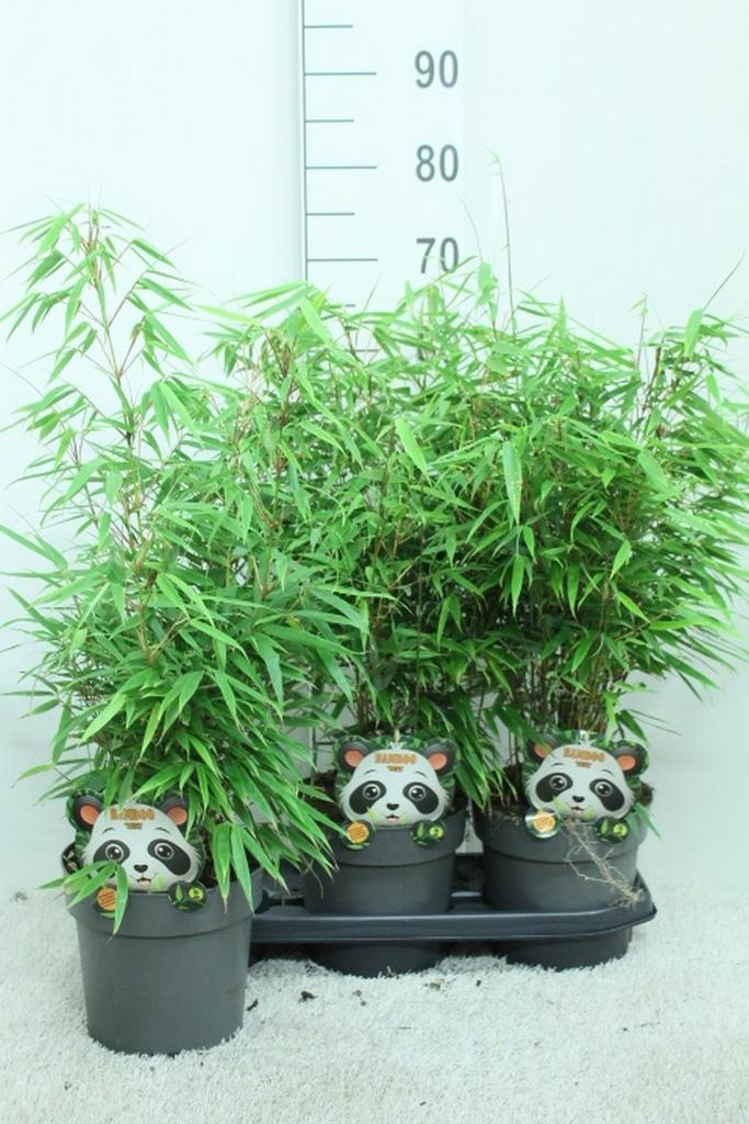 Picture of Fargesia Rufa P19 (3 Ltr)