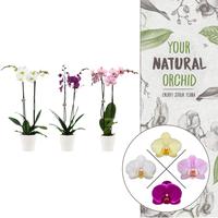 Phalaenopsis hybrid YNO varieties in Anna ceramic