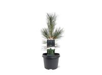 Pinus flexilis Vanderwolf's Pyramid